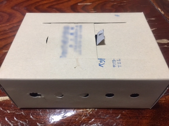 �L���J�`���E�������Ă��鎆��