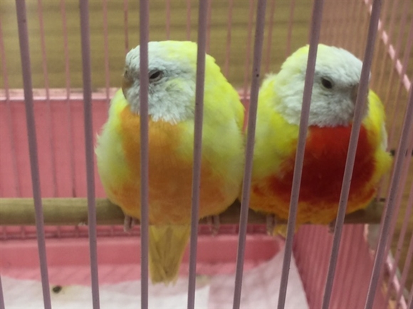 �s�C�`�N��o�i��