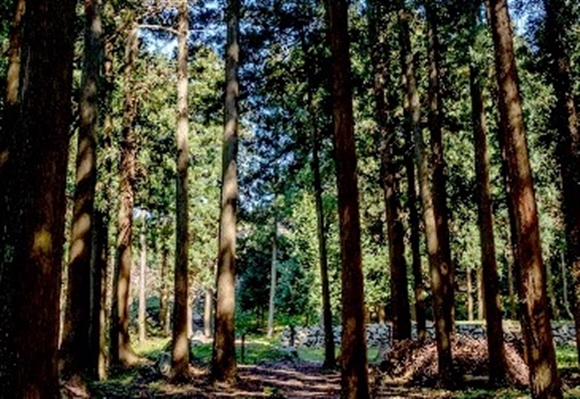 �\�o�����@�q�o�̖�