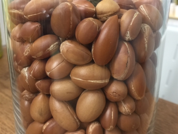 �������B�[�^ �r�I�I�C�� �A���K���I�C��