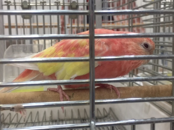 �A�L�N�T�C���R