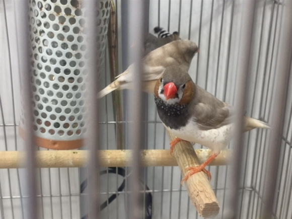 �L���J�`���E