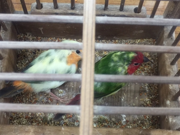 �s�C�`�N��o�i��