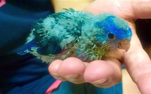 �T�U�i�~�C���R