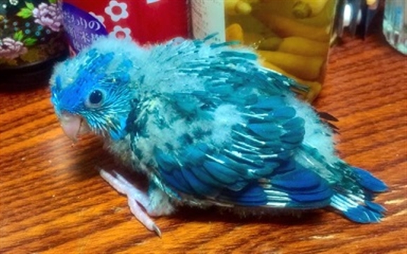 �T�U�i�~�C���R