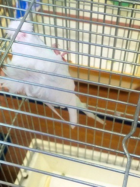 �s�C�`�N��