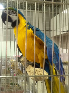 �����R���S�E�C���R