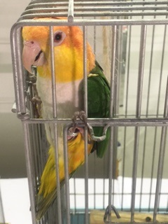 �V���n���C���R